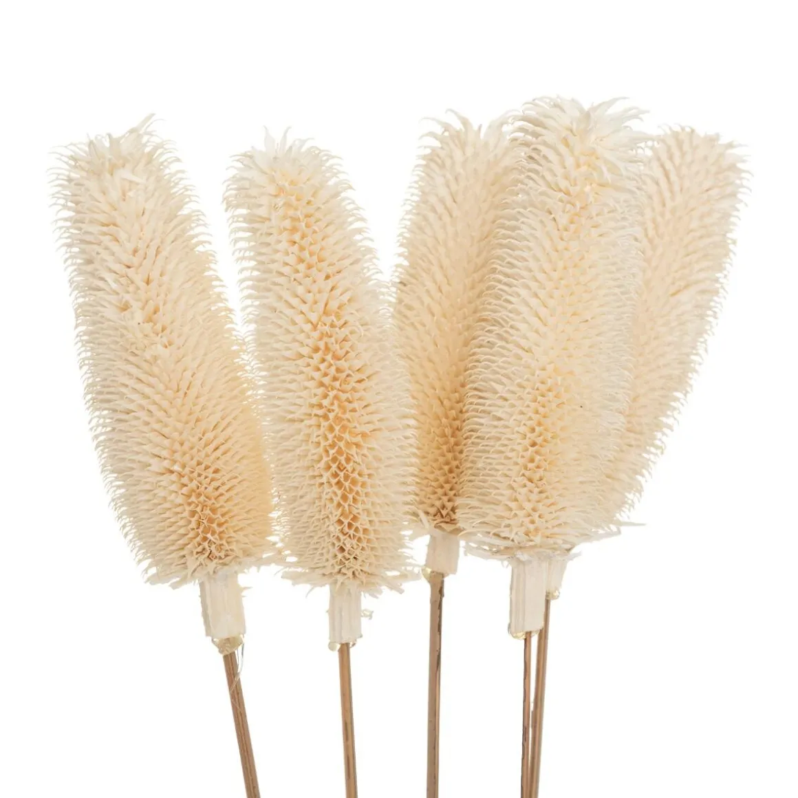 Bouquet de plantes séchées