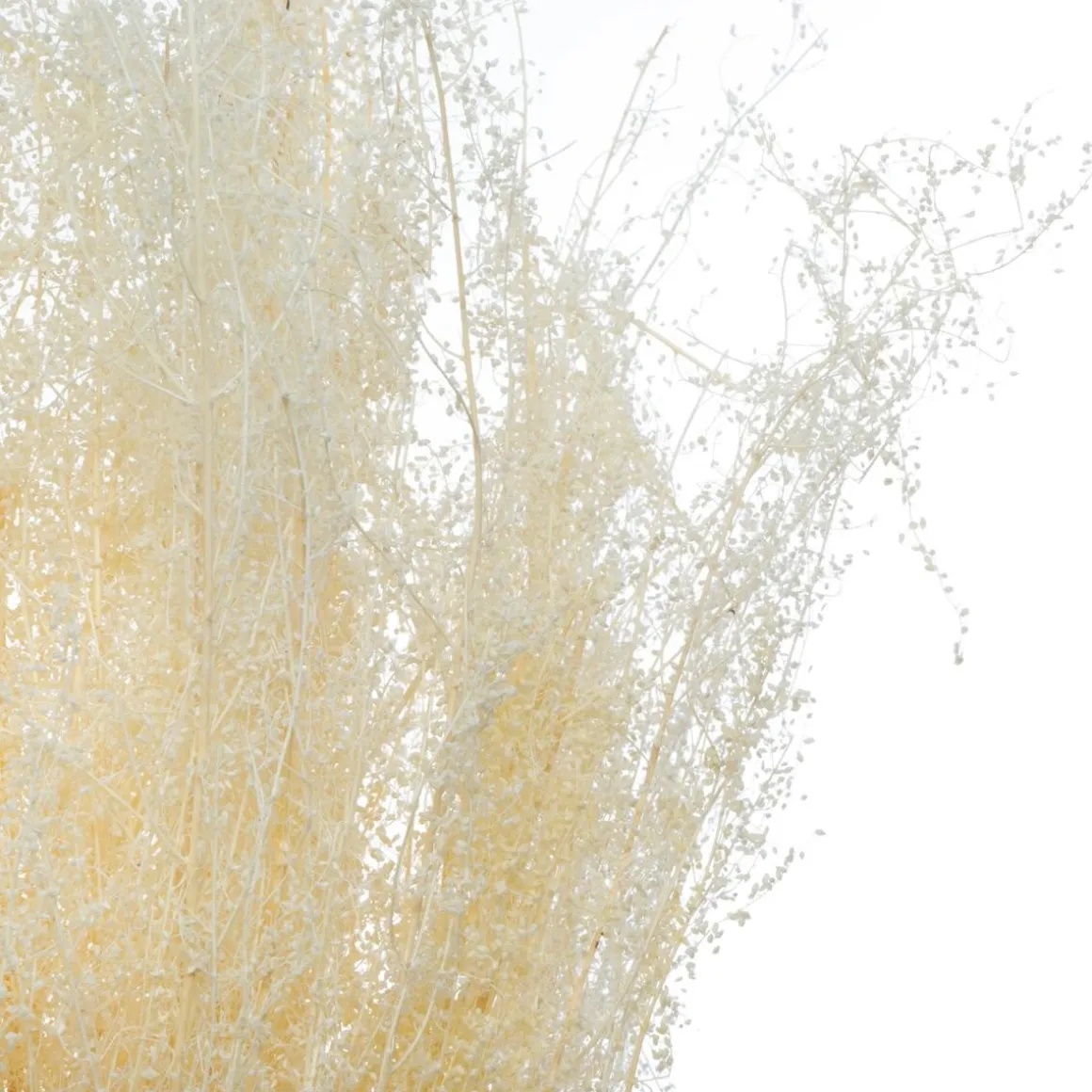 Bouquet de plantes séchées