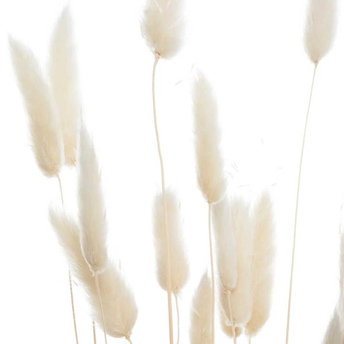 Bouquet de plantes séchées