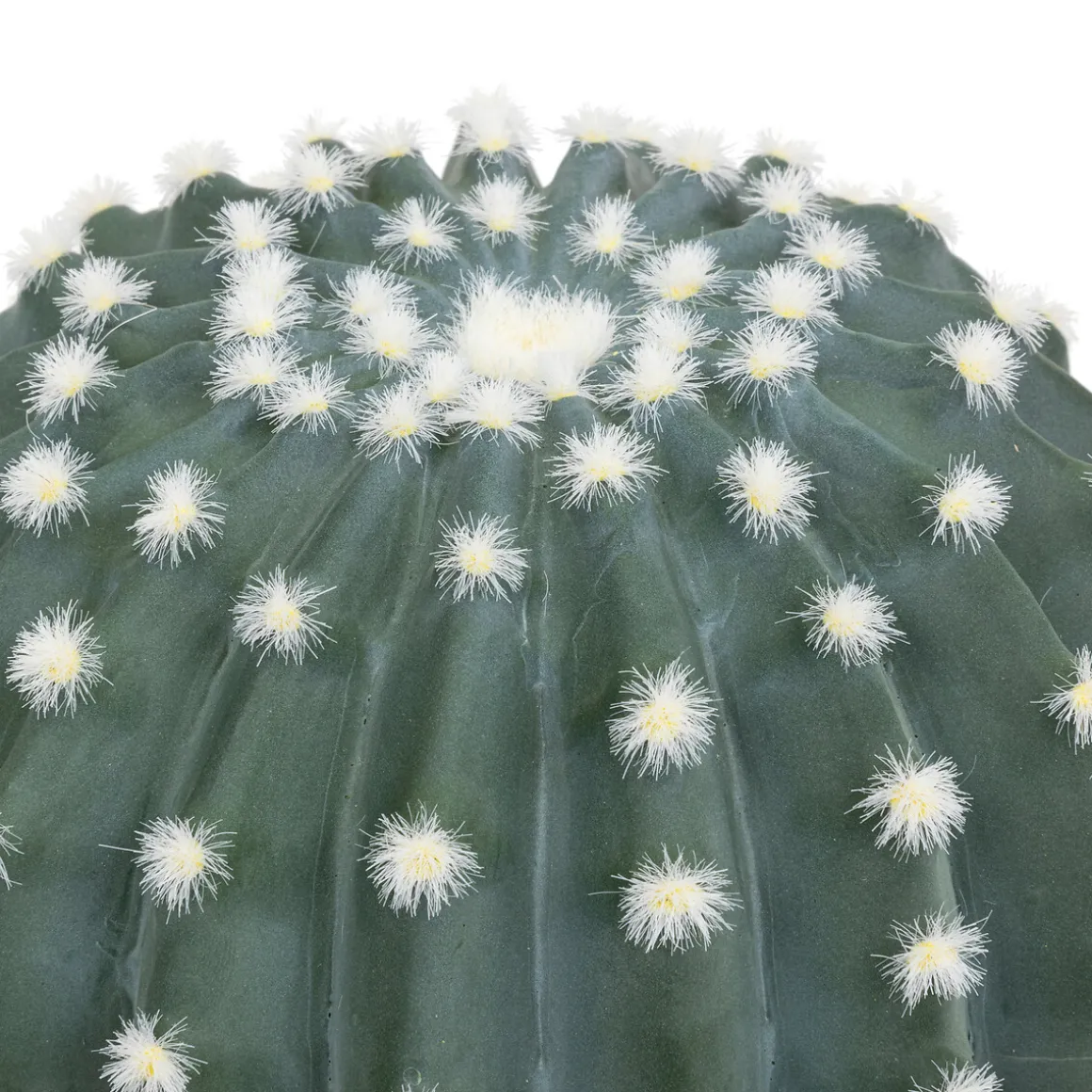Cactus rond "Exotic Panama"