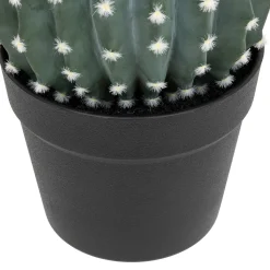 Cactus rond