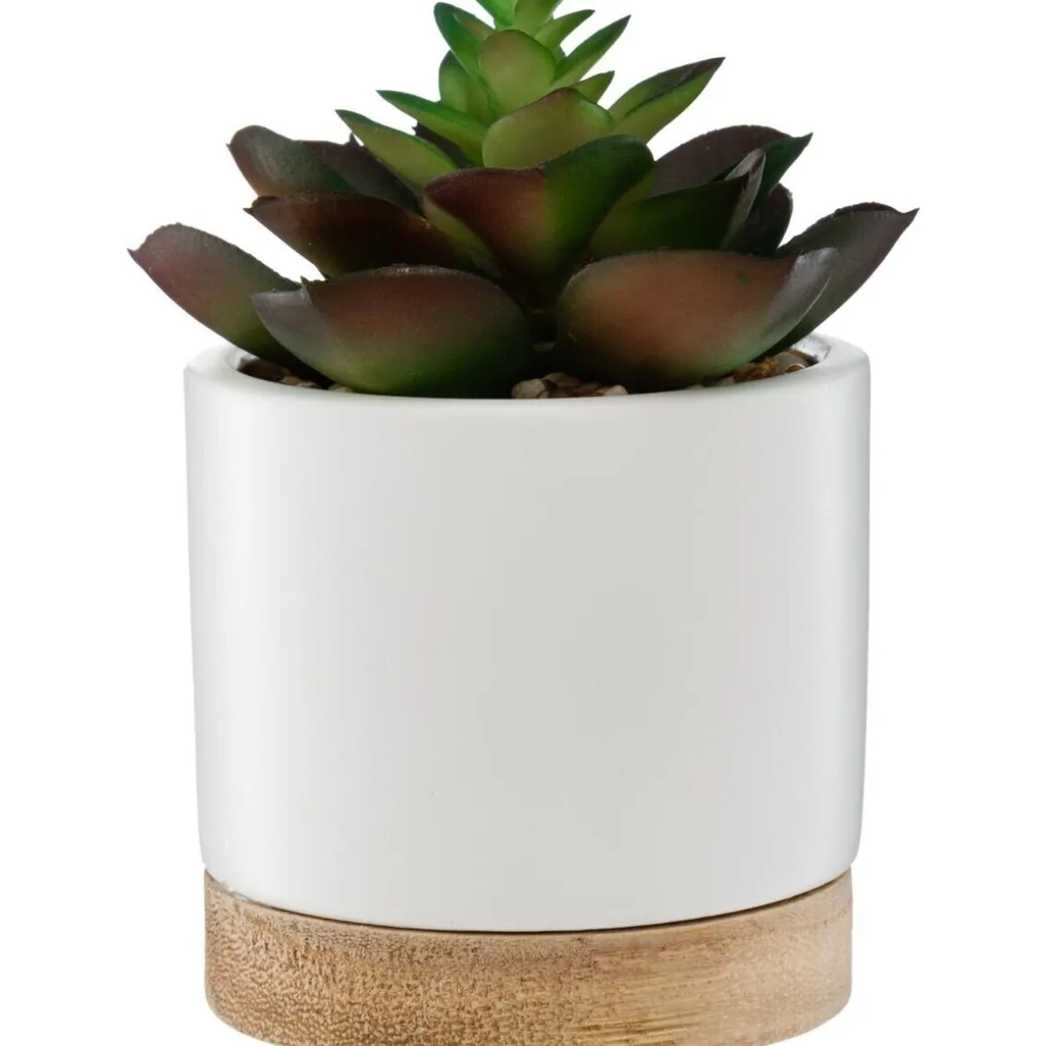 Succulente artificielle